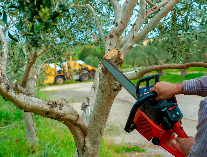 How Tree Trimming Prevents Damage To Your Property in Apopka, FL How Tree Trimming Prevents Damage To Your Property in Apopka, FL