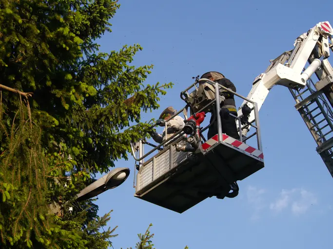 How Tree Trimming Prevents Damage To Your Property in Apopka, FL How Tree Trimming Prevents Damage To Your Property in Apopka, FL