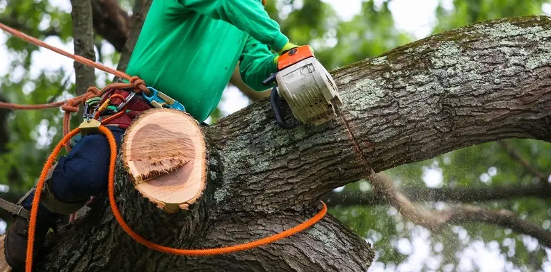 The Benefits Of Regular Tree Trimming For Tree Health in Apopka, FL The Benefits Of Regular Tree Trimming For Tree Health in Apopka, FL